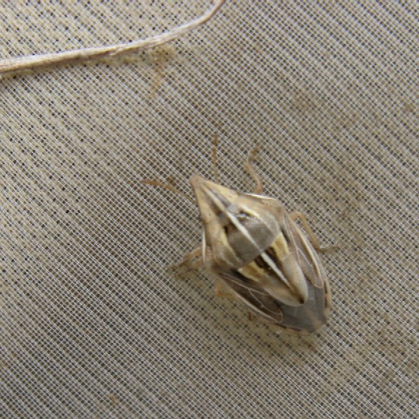 Aelia rostrata, A.germari, A.acuminata, A.klugi